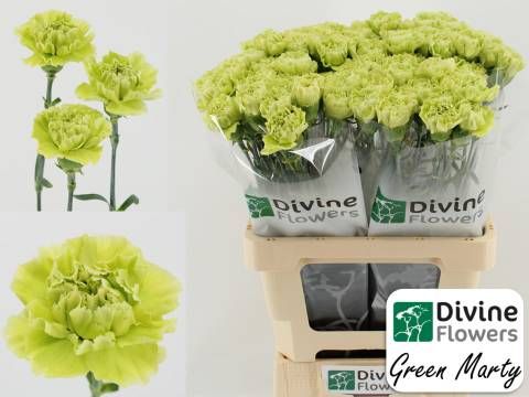 Диантус од. Грин Марти, шт.