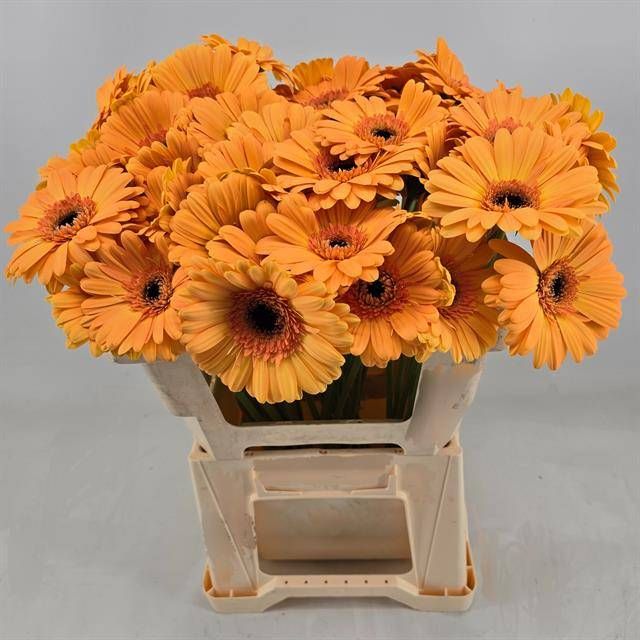 Гербера Джетсет, шт.