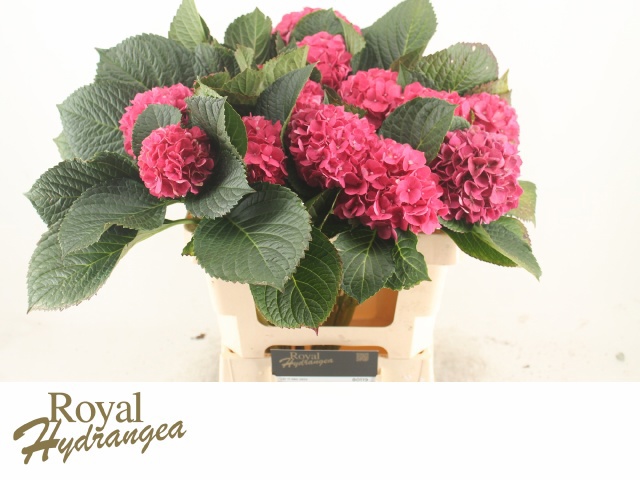 Гортензия Родео Рэд 60, шт.