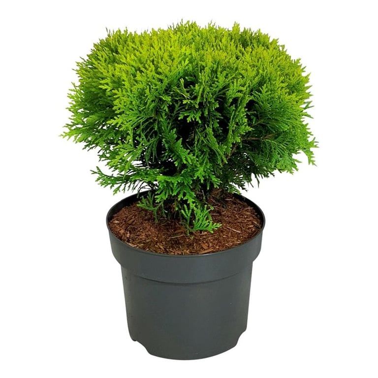 Thuja occ. 'Mirjam', D 24