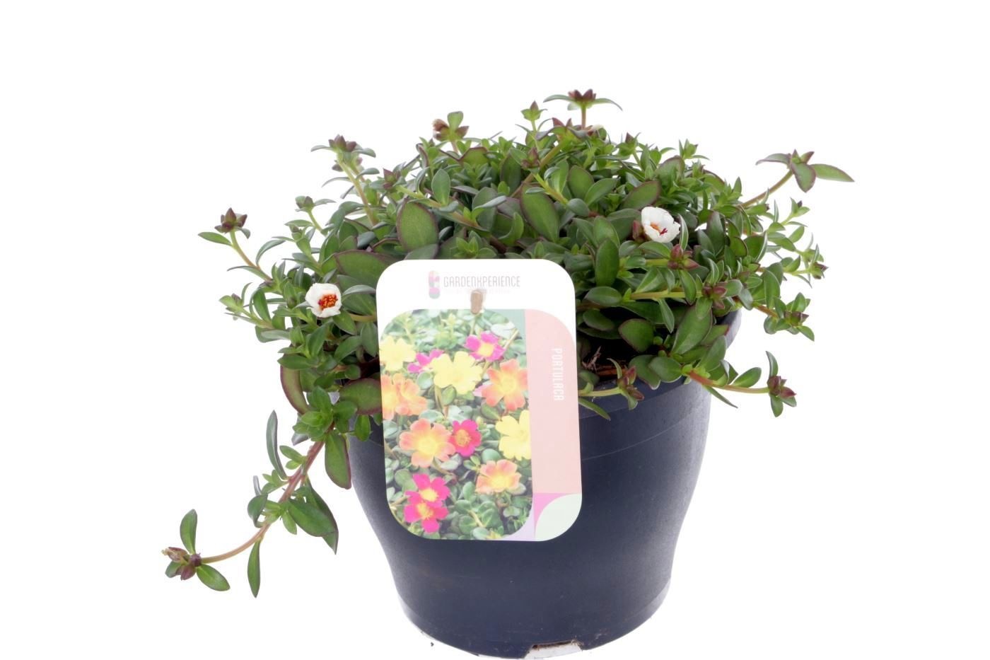 Portulaca Campino Pitaya, D 23