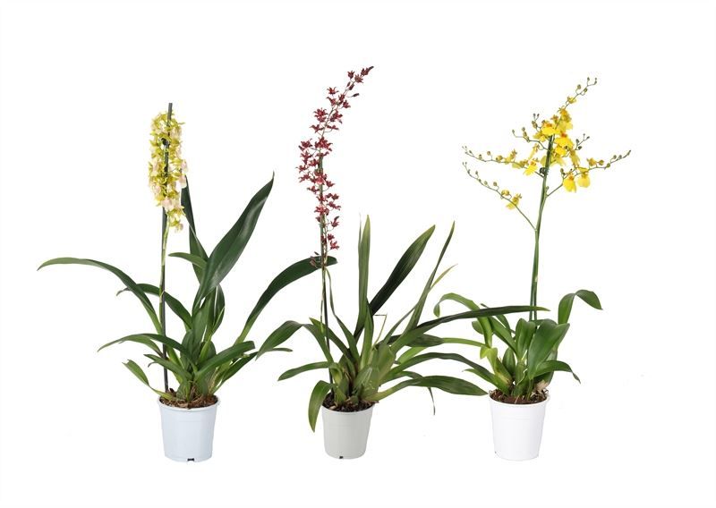 Oncidium p12 mix 1T, D 12