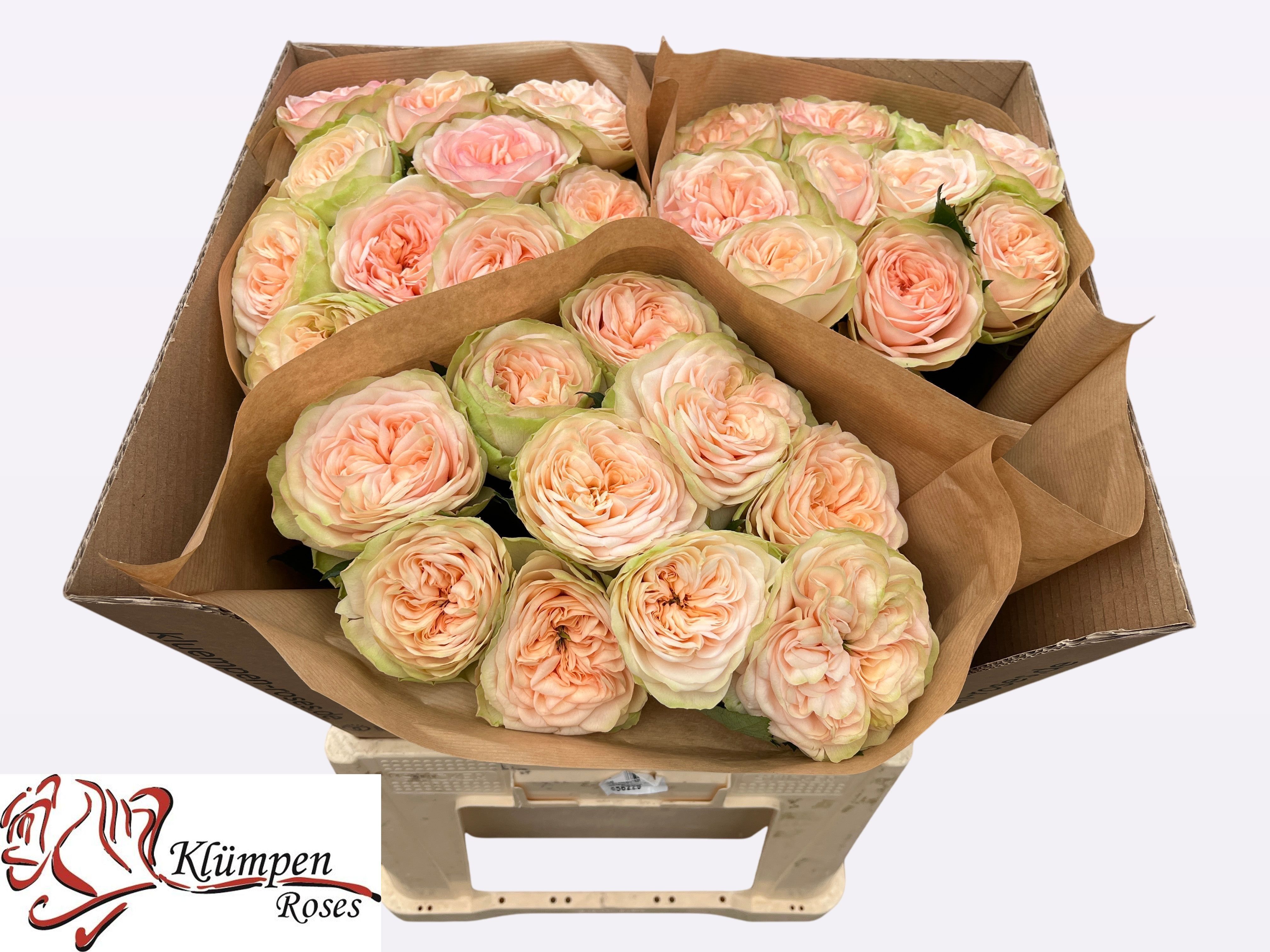 Роза од. Эмбери Парк! 70, шт. Роза од. Эмбери Парк! 70, шт.