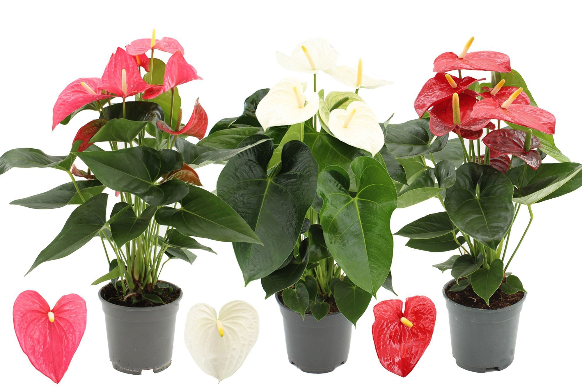 Anthurium 17 cm 3 color mix in transparant sleeve, D 17