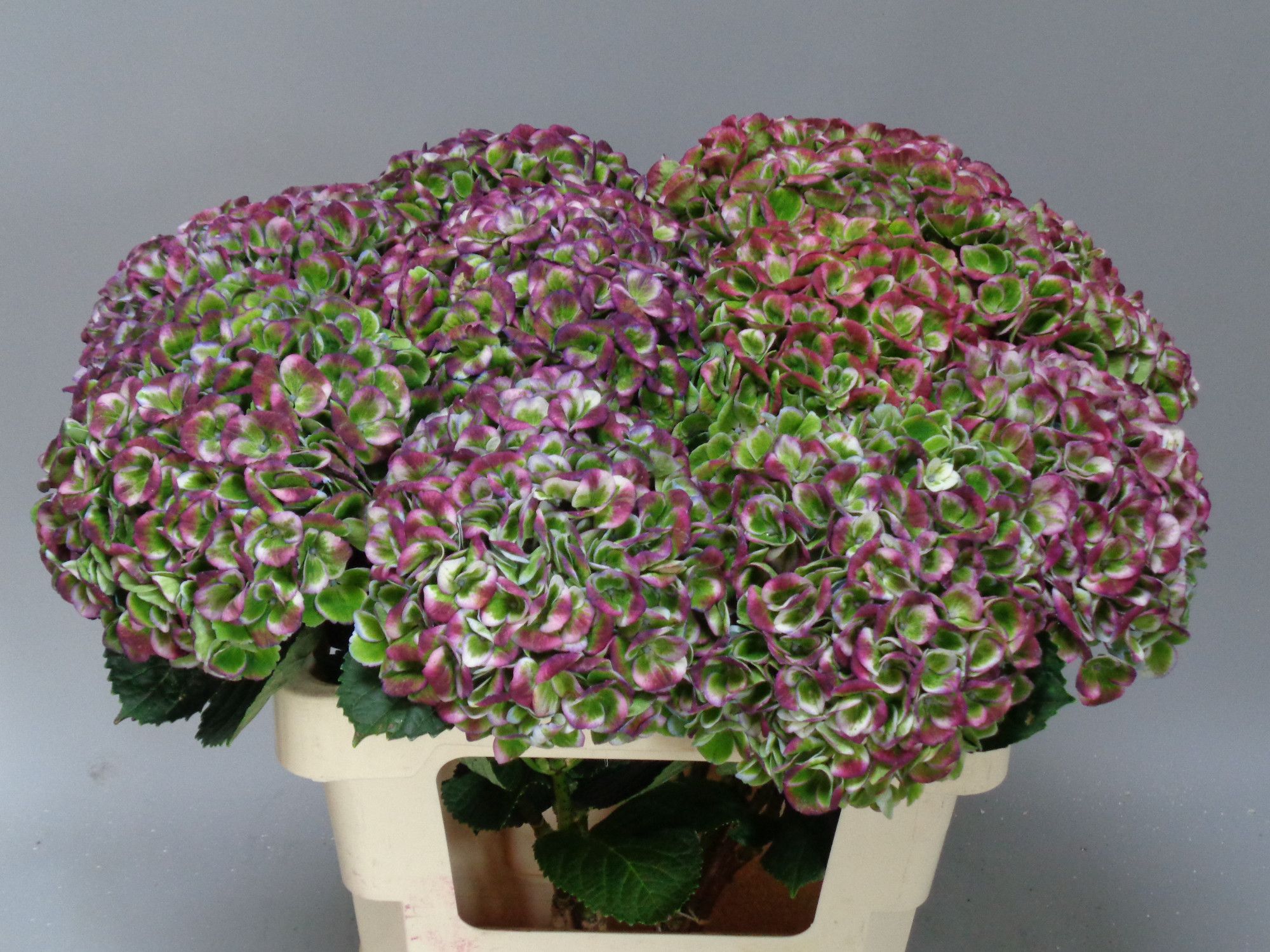 Гортензия Мэджикал Революшн Перпл Классик 60, шт.