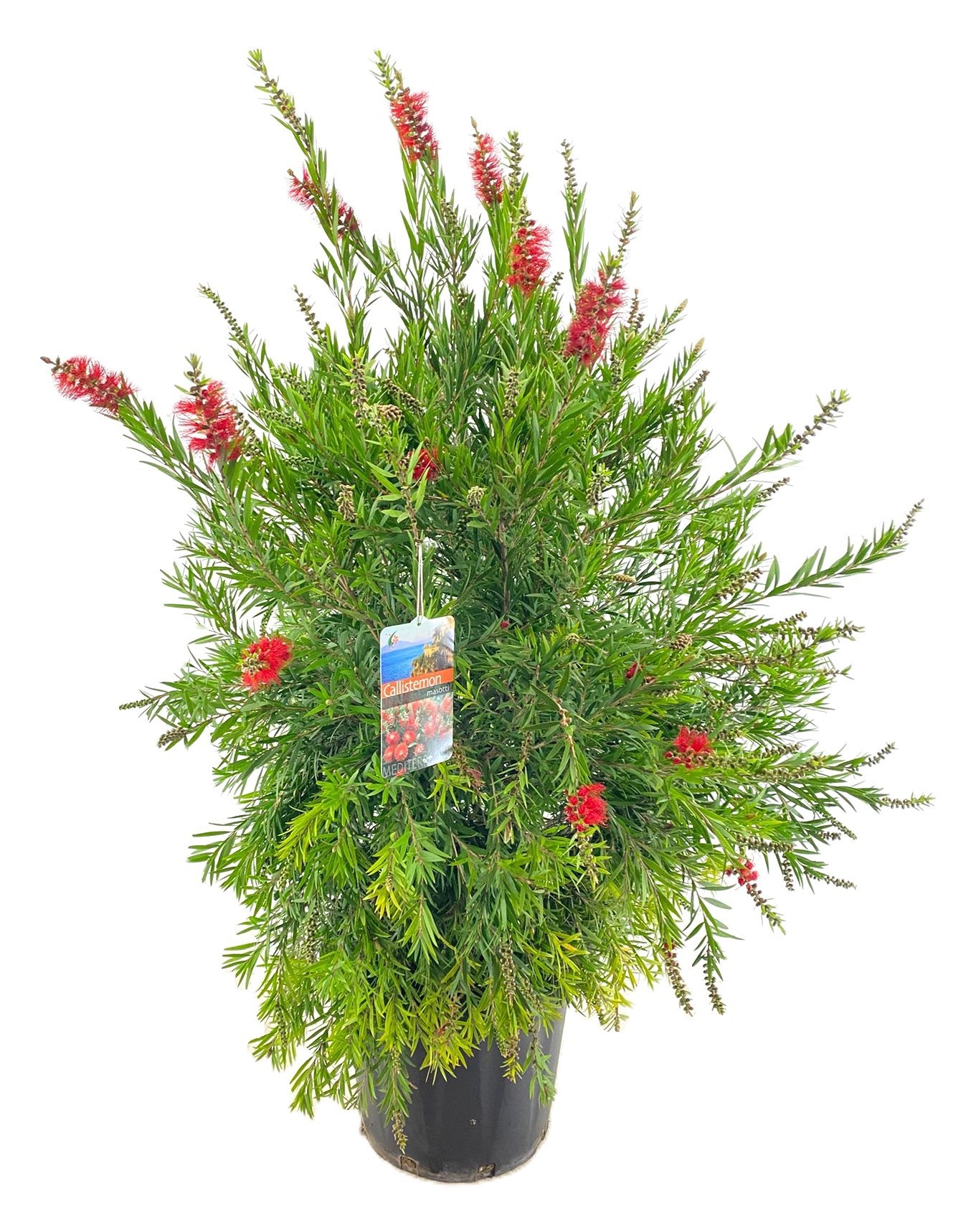 Callistemon masotti, D 40