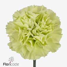 Диантус од. Грин Шот (зел.), шт.