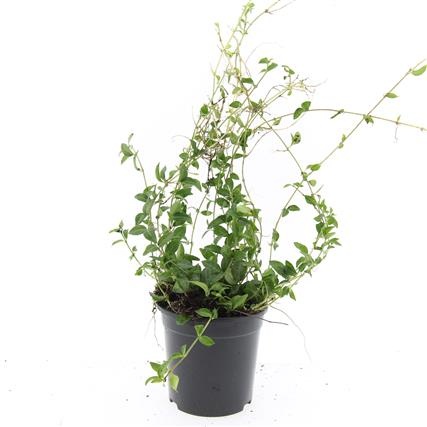 Vinca minor, D 14 cm