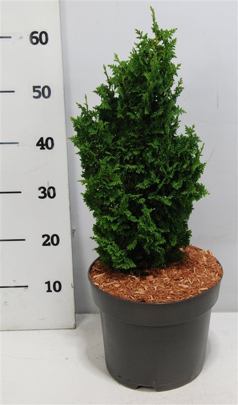 Thuja occ. 'Zmatlik', D 26