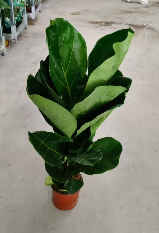 Фикус Фиддле Лиф Фиг 13 50