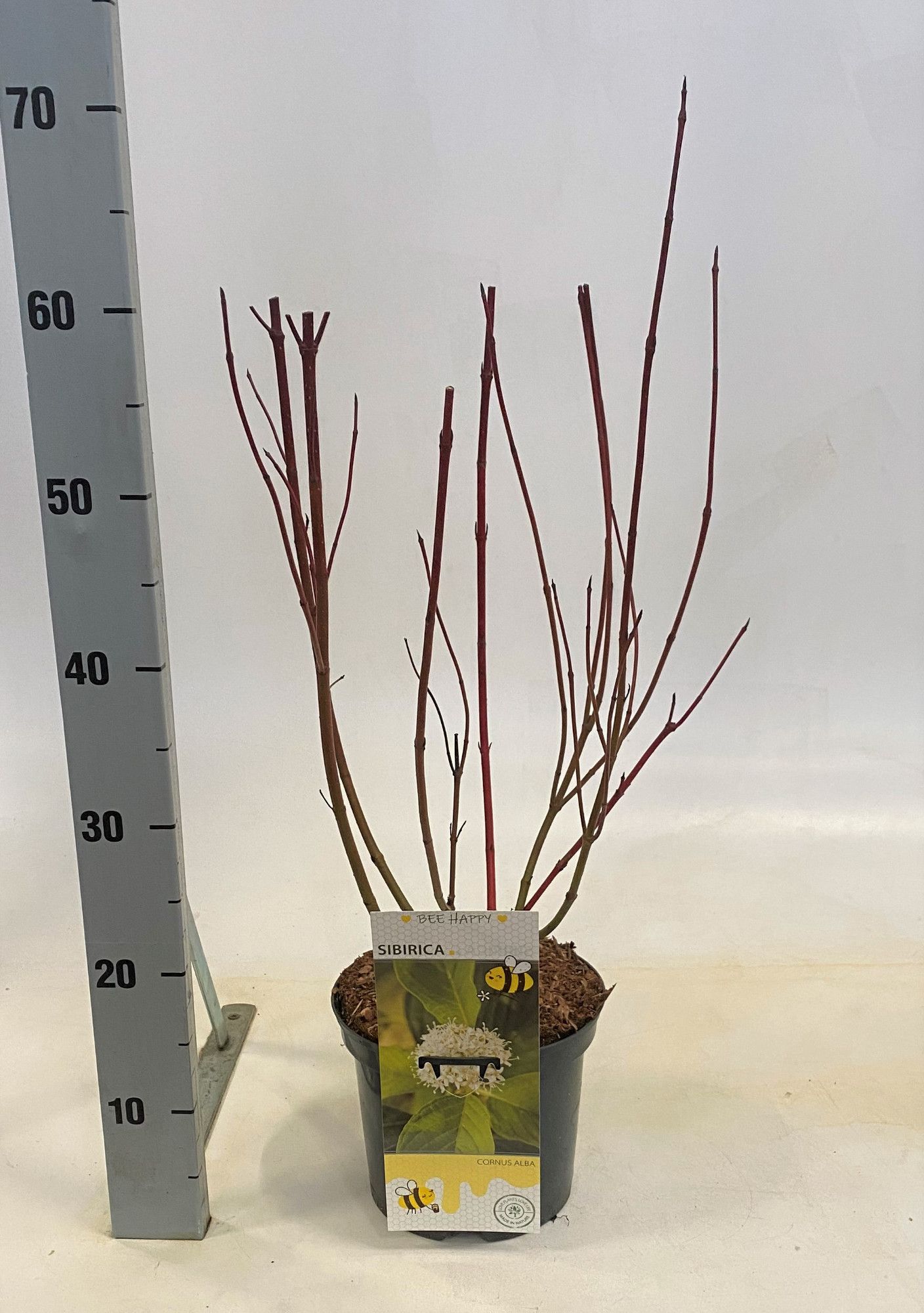 Cornus alba Sibirica, D 19