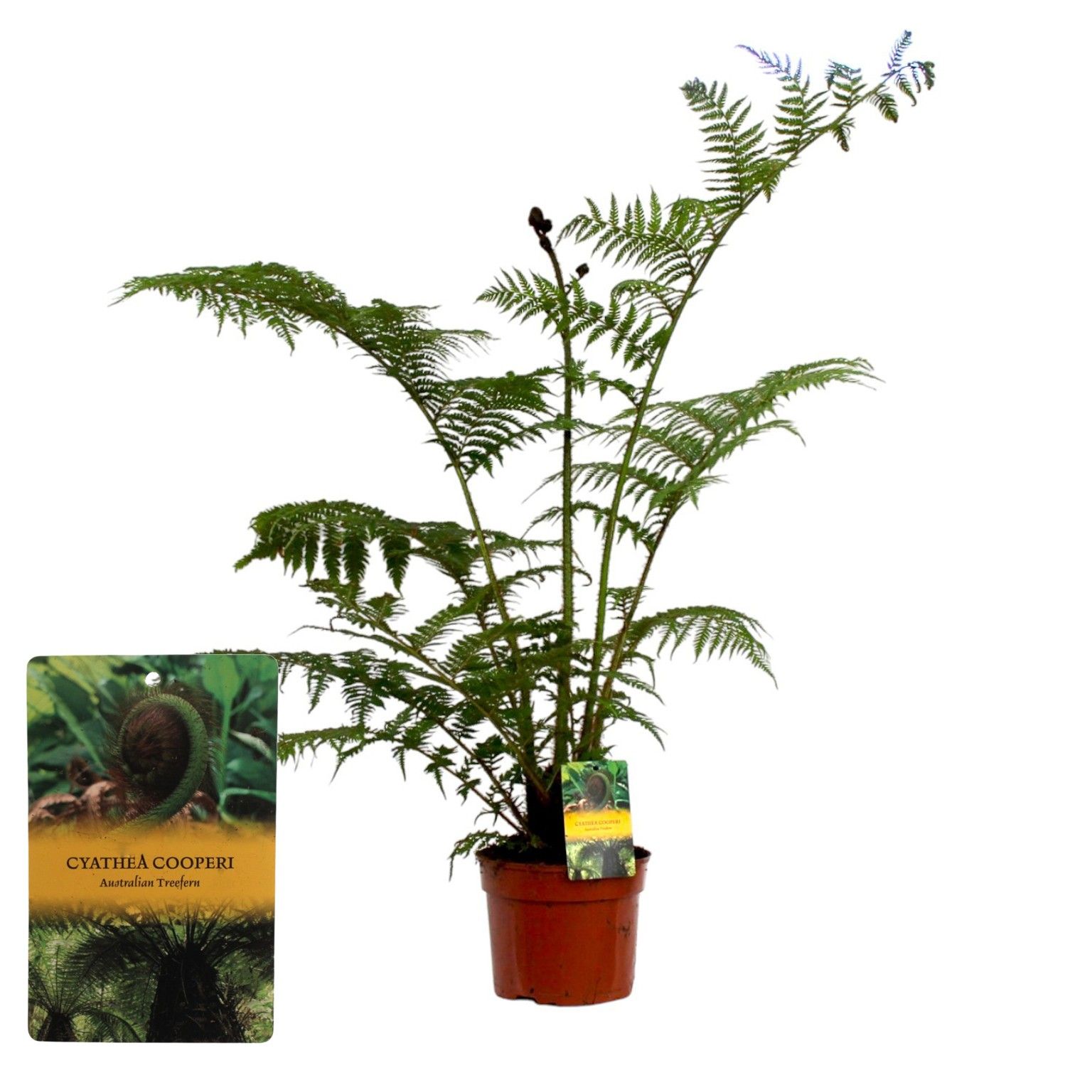 Cyathea Cooperii (Australian Tree Fern), D 24