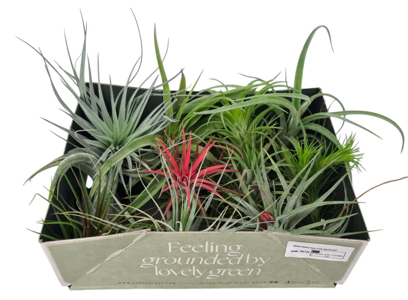 Tillandsia mix x12 exclusif, D 8