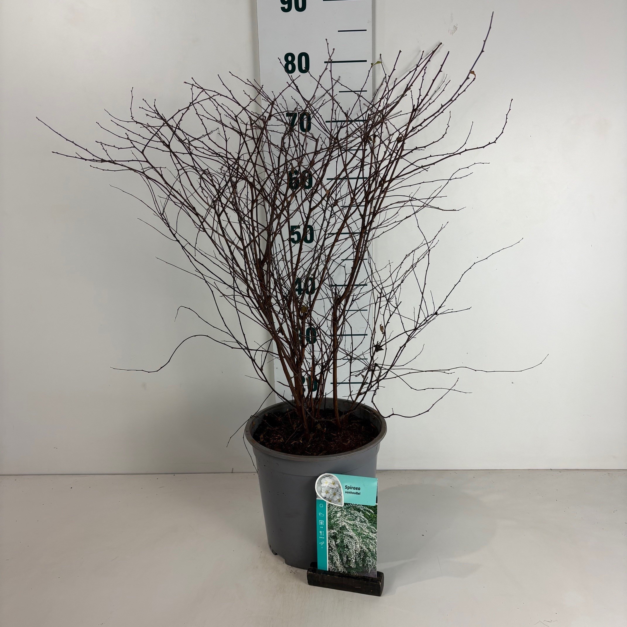 Spiraea vanhouttei, D 24