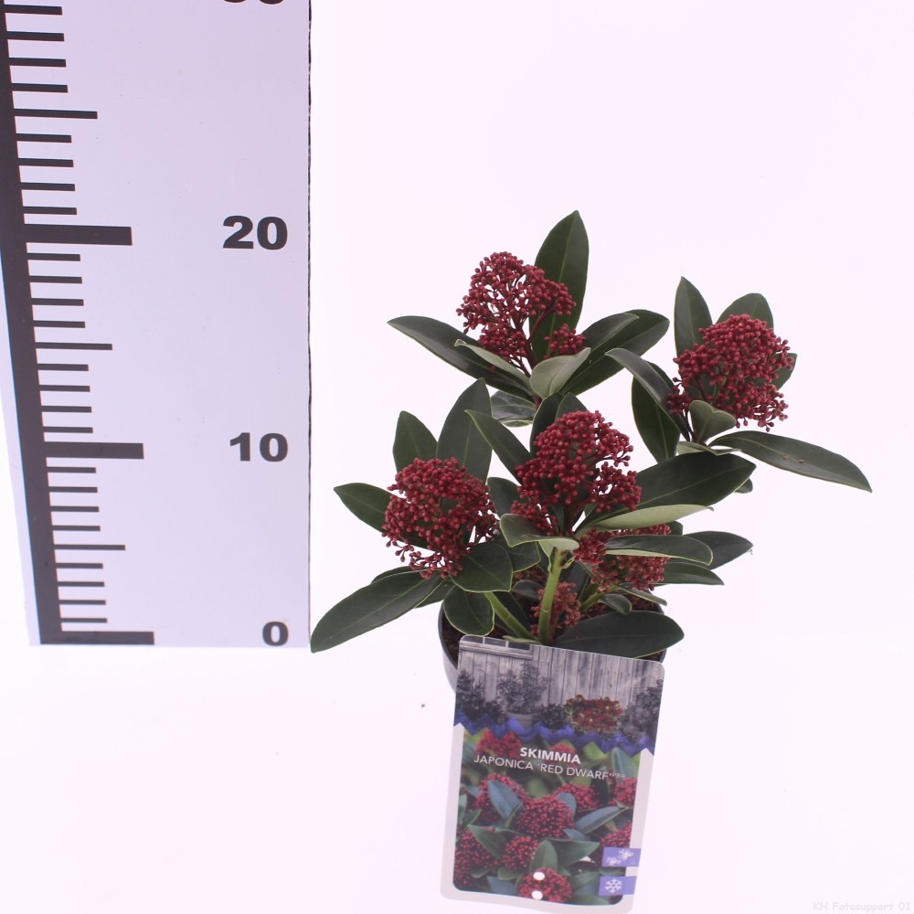 Skimmia jap. 'Red Dwarf', D 9,5 cm