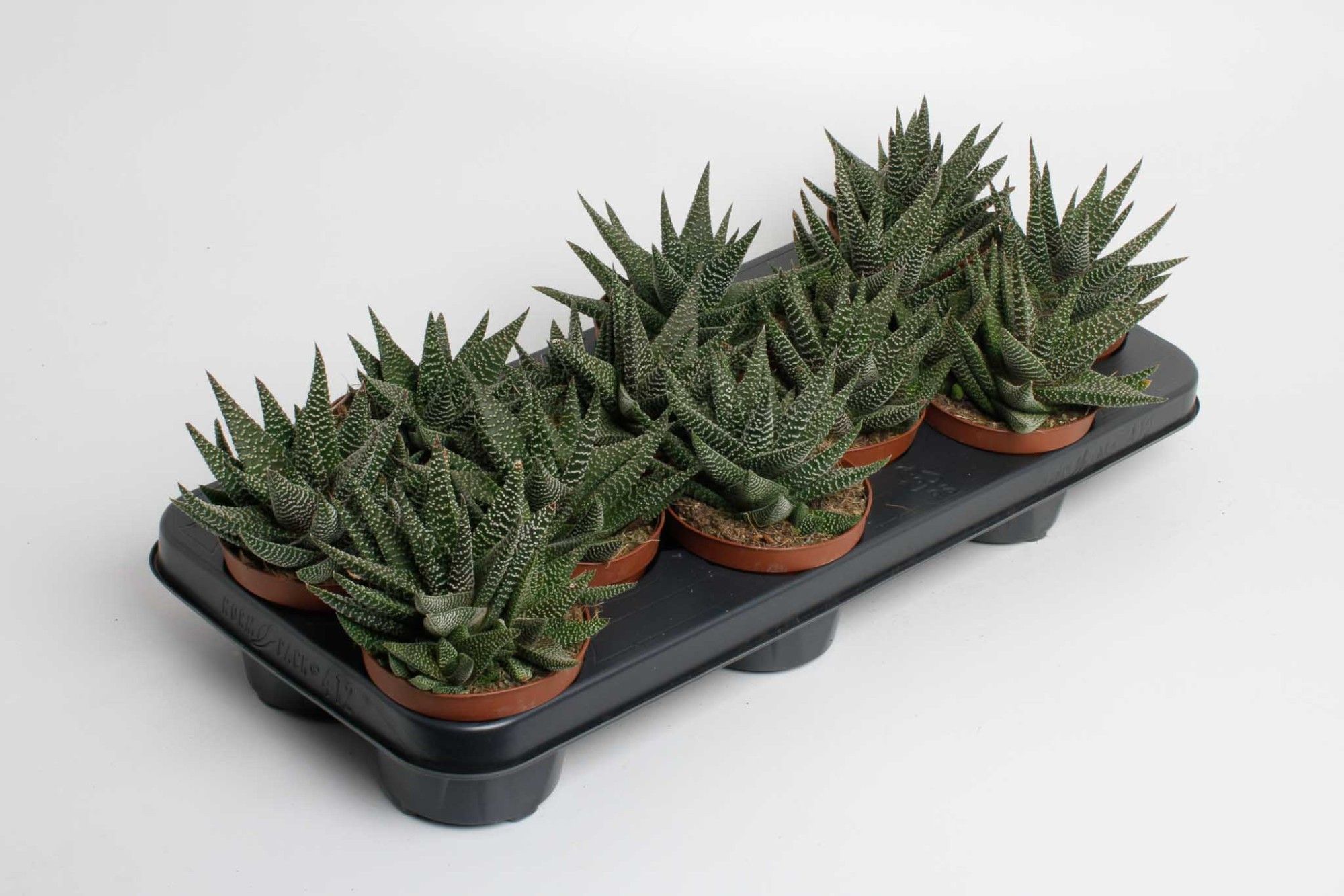 Haworthia Gasworthia Royal Highness, D 10,5 cm