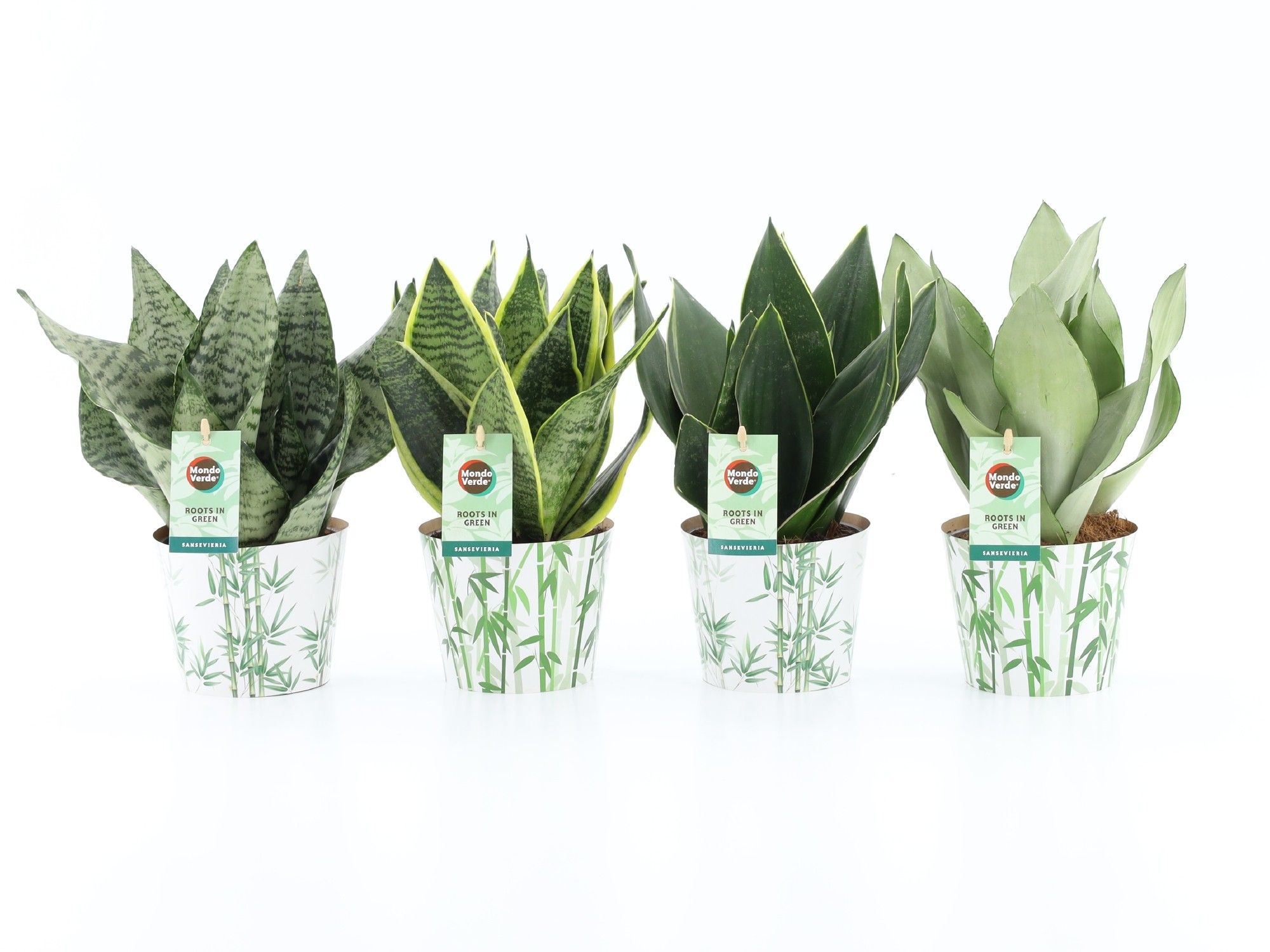 Sansevieria Mix in Potcover Bamboo, D 12