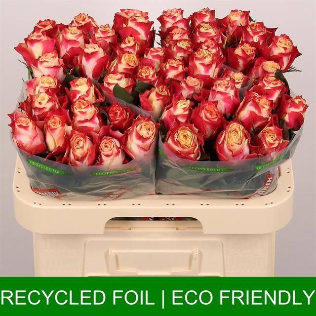 Роза од. Чапю 60, шт.