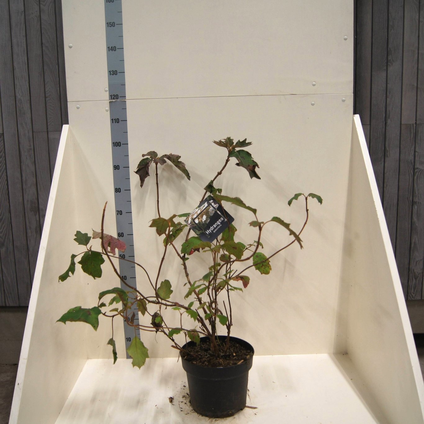 Hydrangea quercifolia, D 28