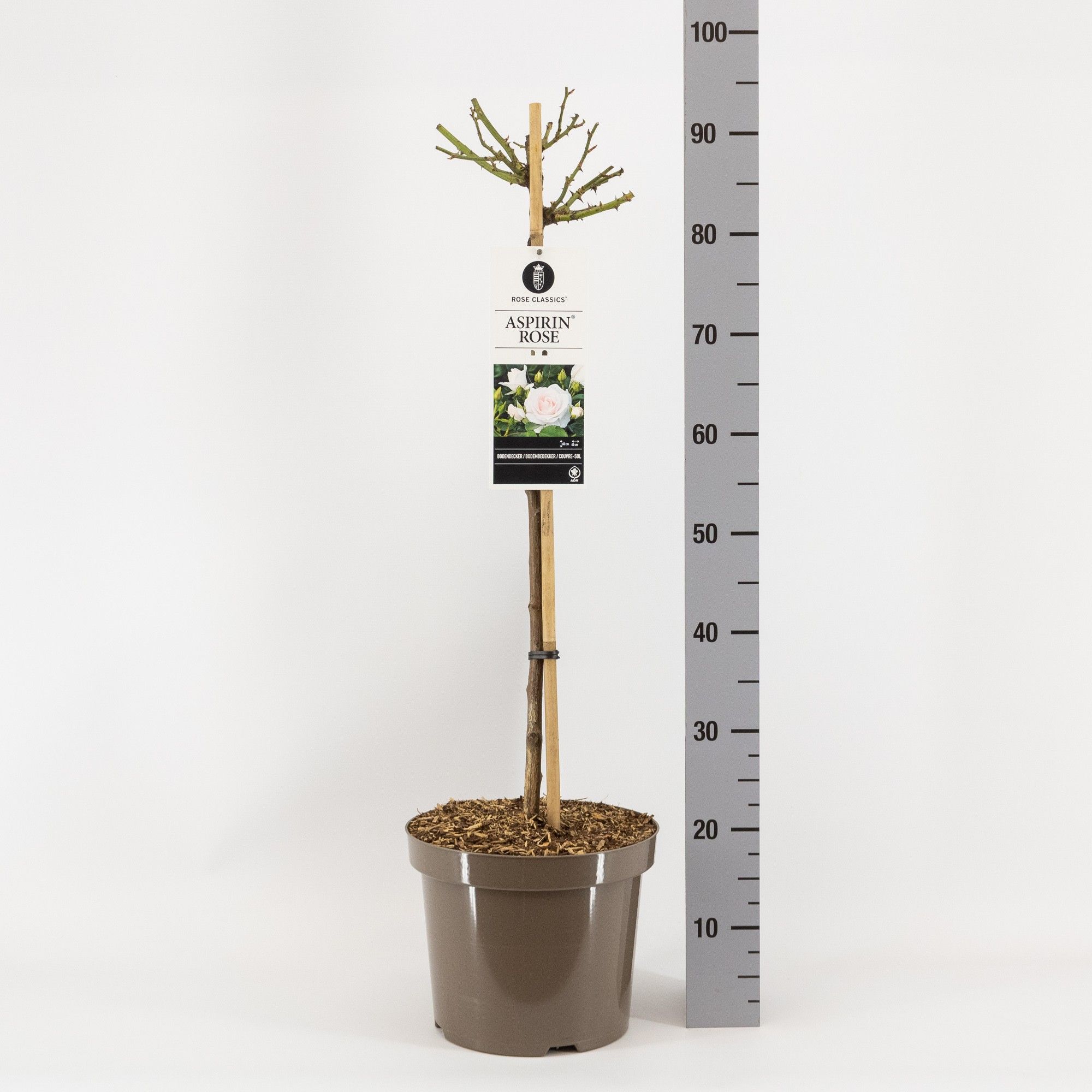 Rosa (P) Aspirin Rose ®, stam 70, C7.5, D 26