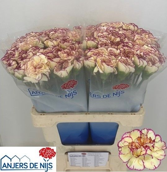 Диантус од. Флаундер+, шт.