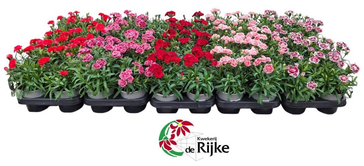 Dianthus Oscar P12 Mixlaag, D 12