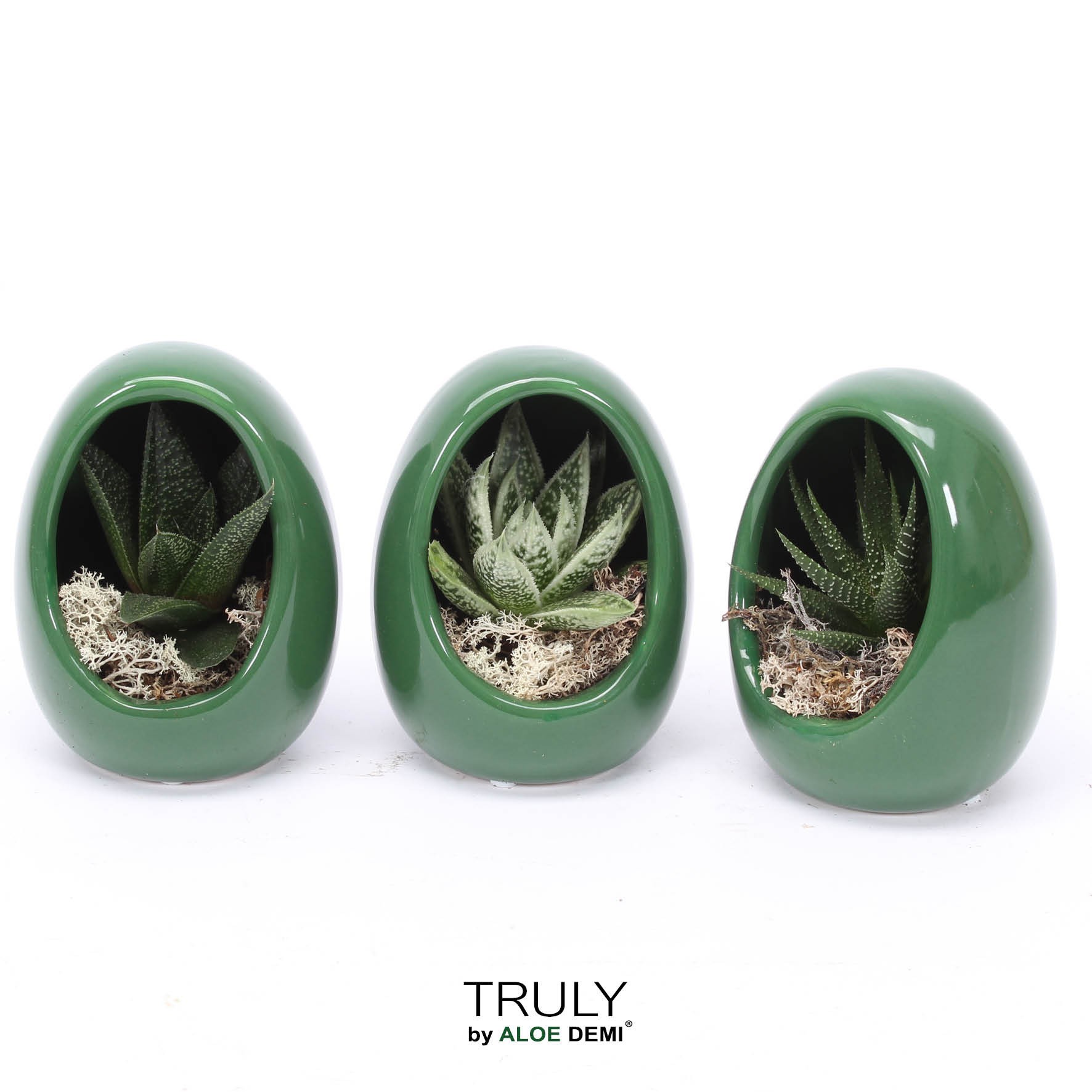 TRULY Haworthia, Gasteria, Egg Green, D 10