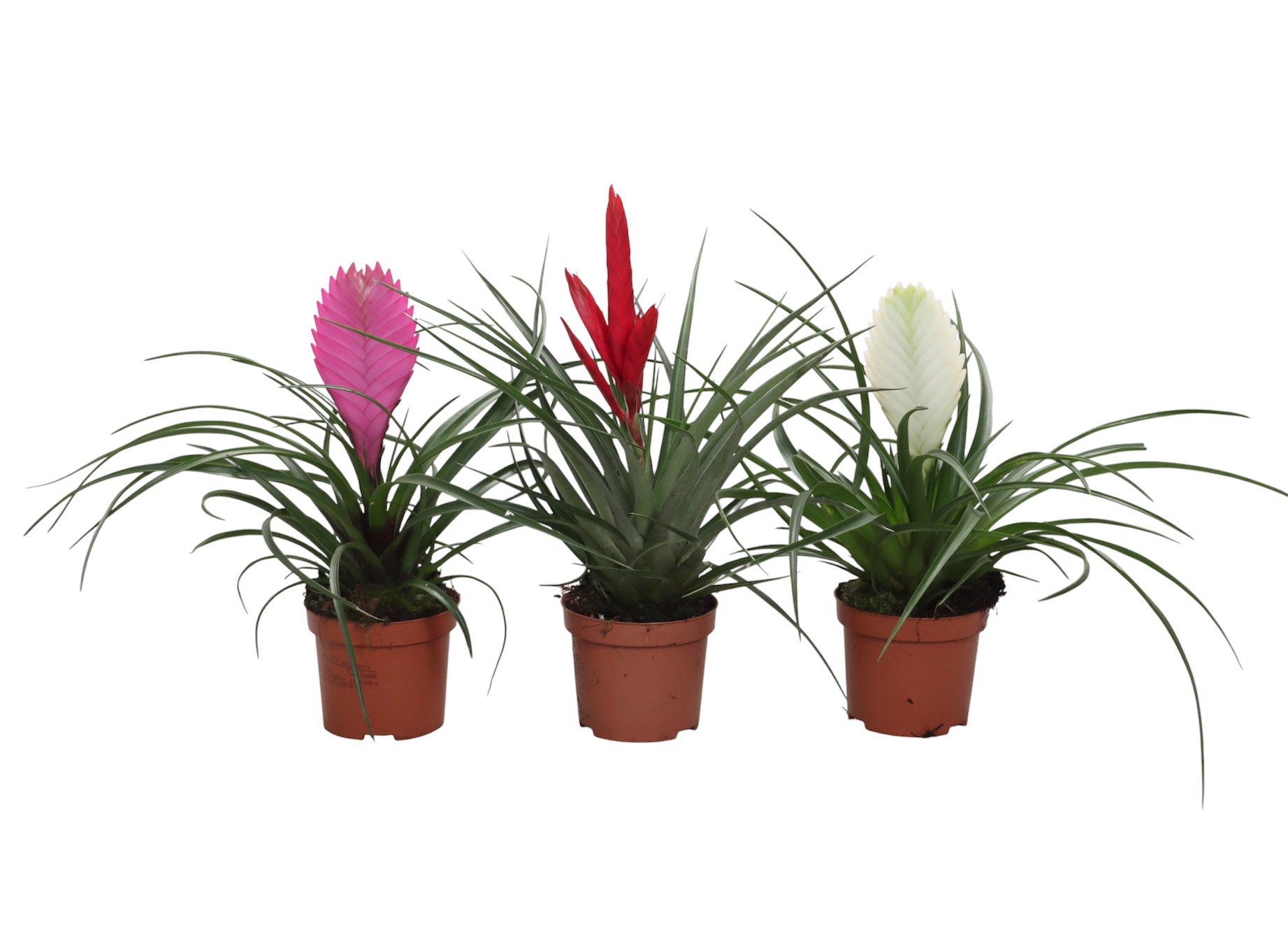 Tillandsia mix Anita, Biancini, Mzuki, D 9