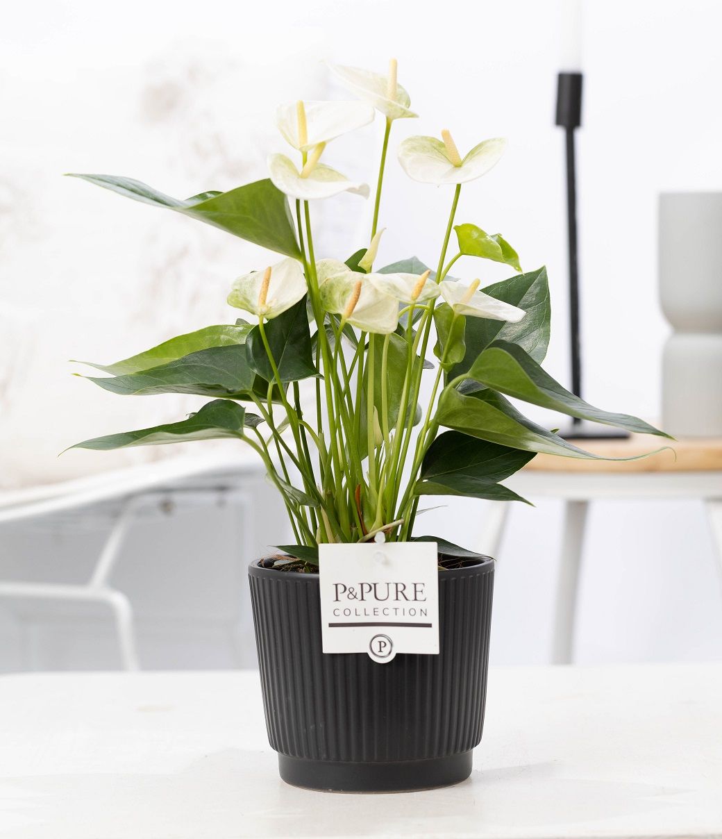 Anthurium white (Elido) in P&PURE Liv ceramics matt black, D 12