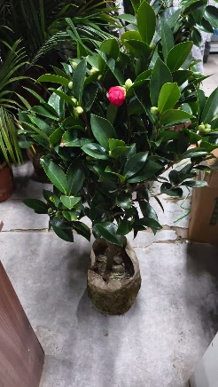 Камеллиа 20 130