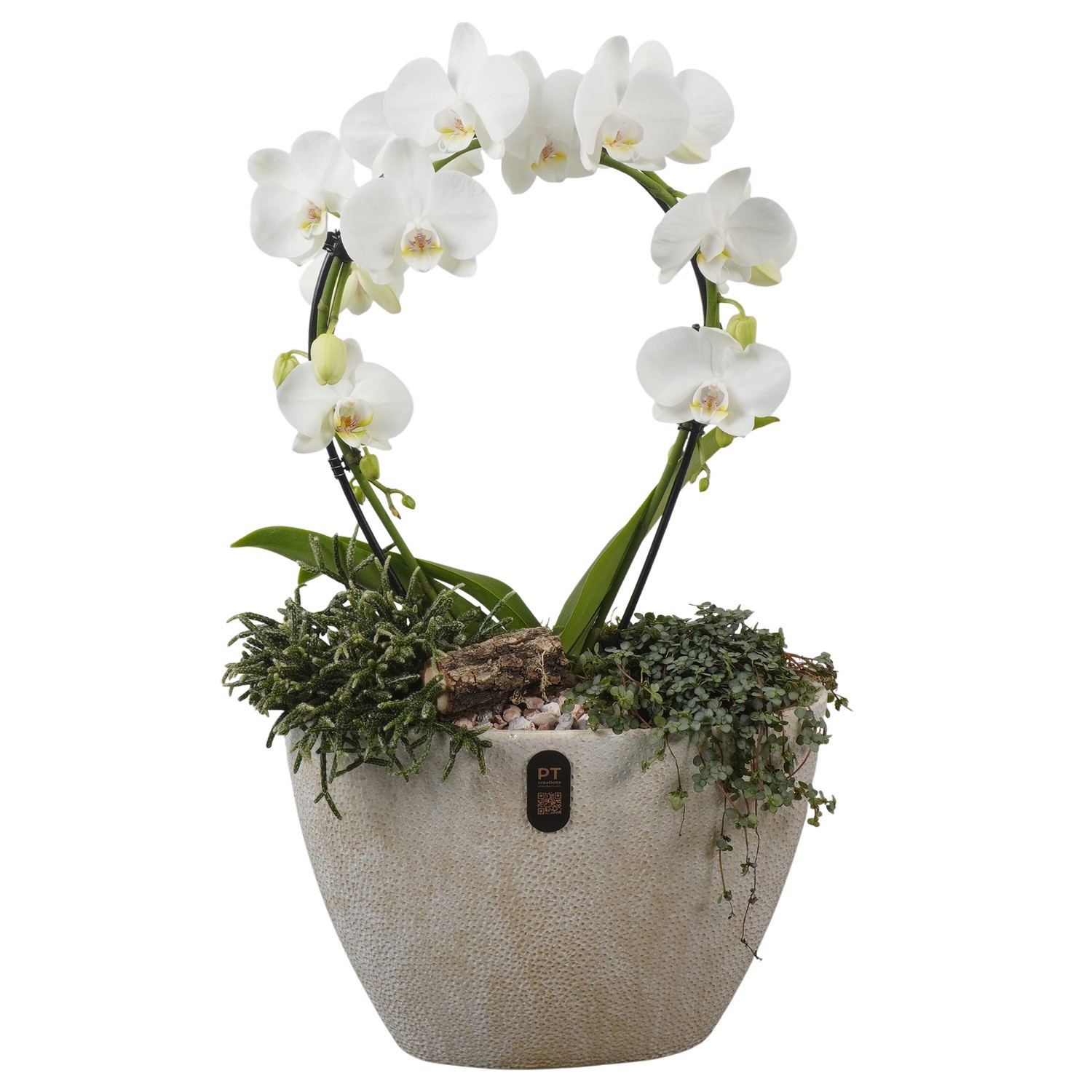 PTIB5341 Arrangement Indoor in keramiek pot ovaal, D 33