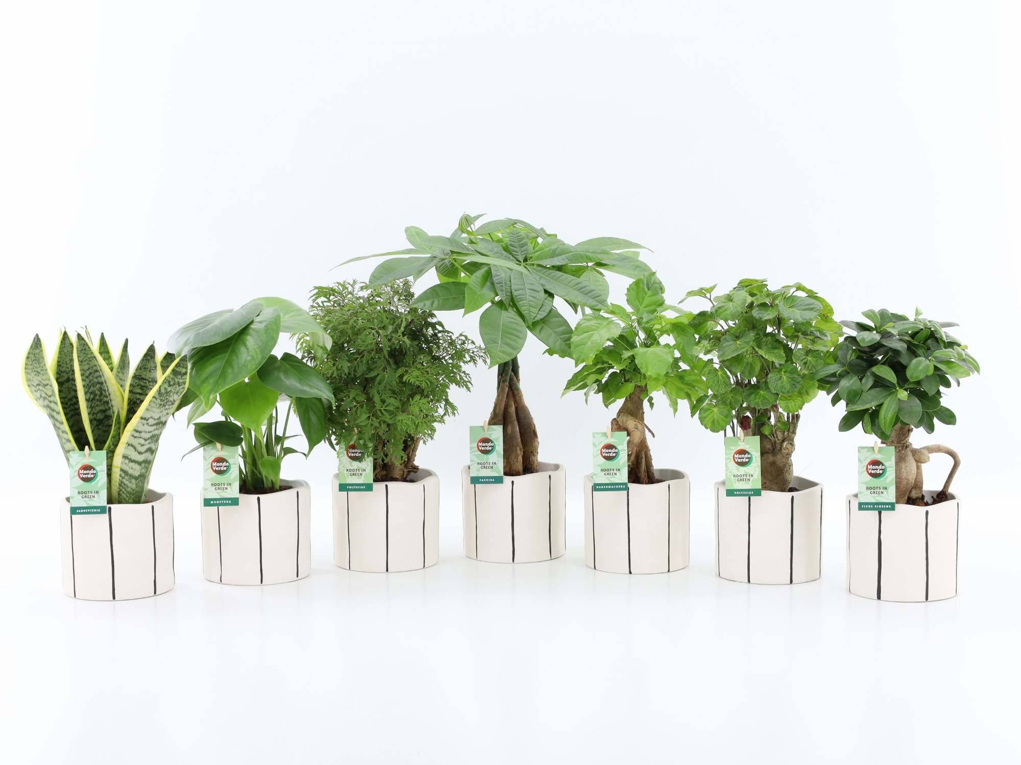 Exotic Green Mix in Banksy keramiek, D 13