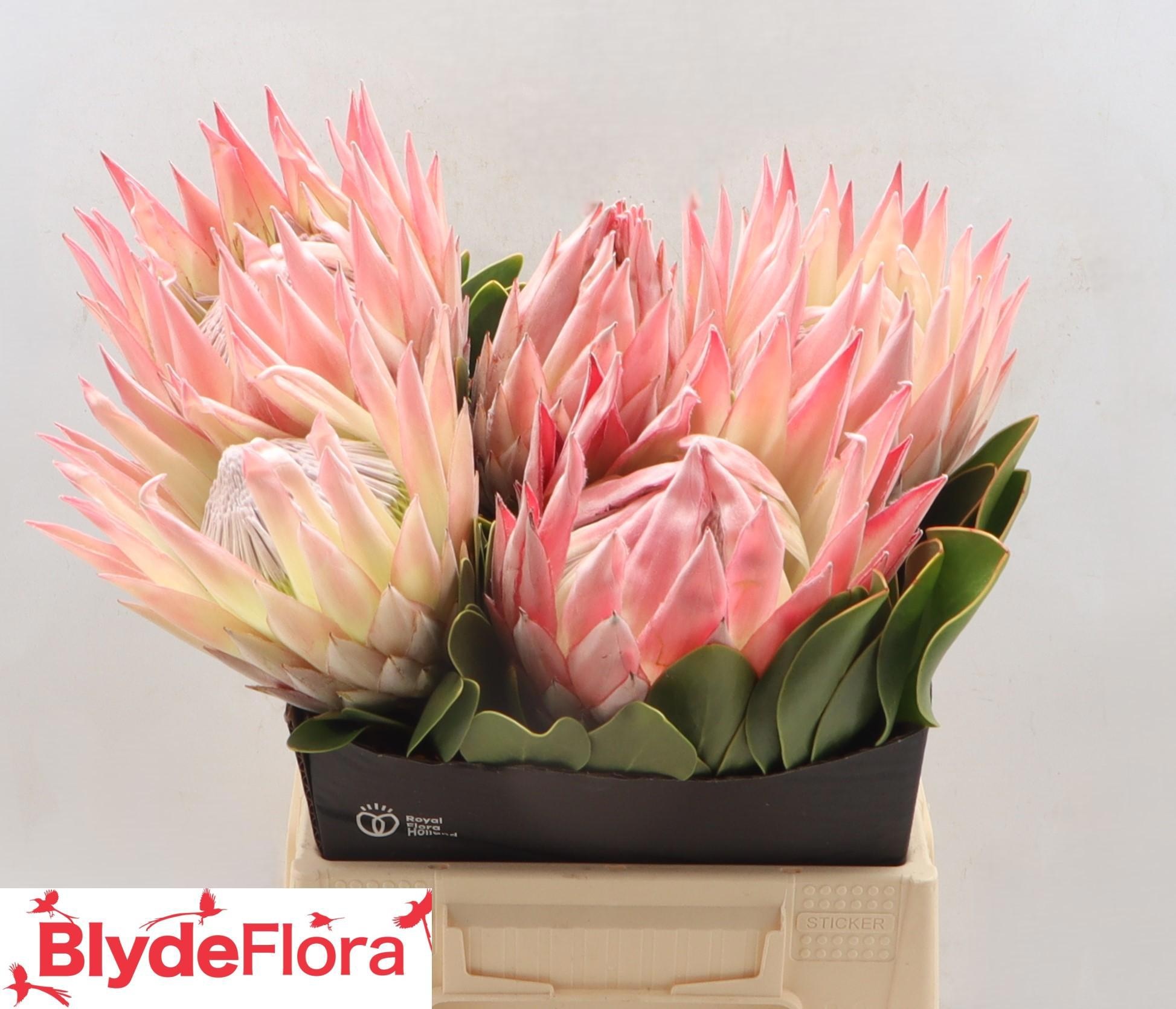 Протея Цинароидес Лиззи 40, шт.