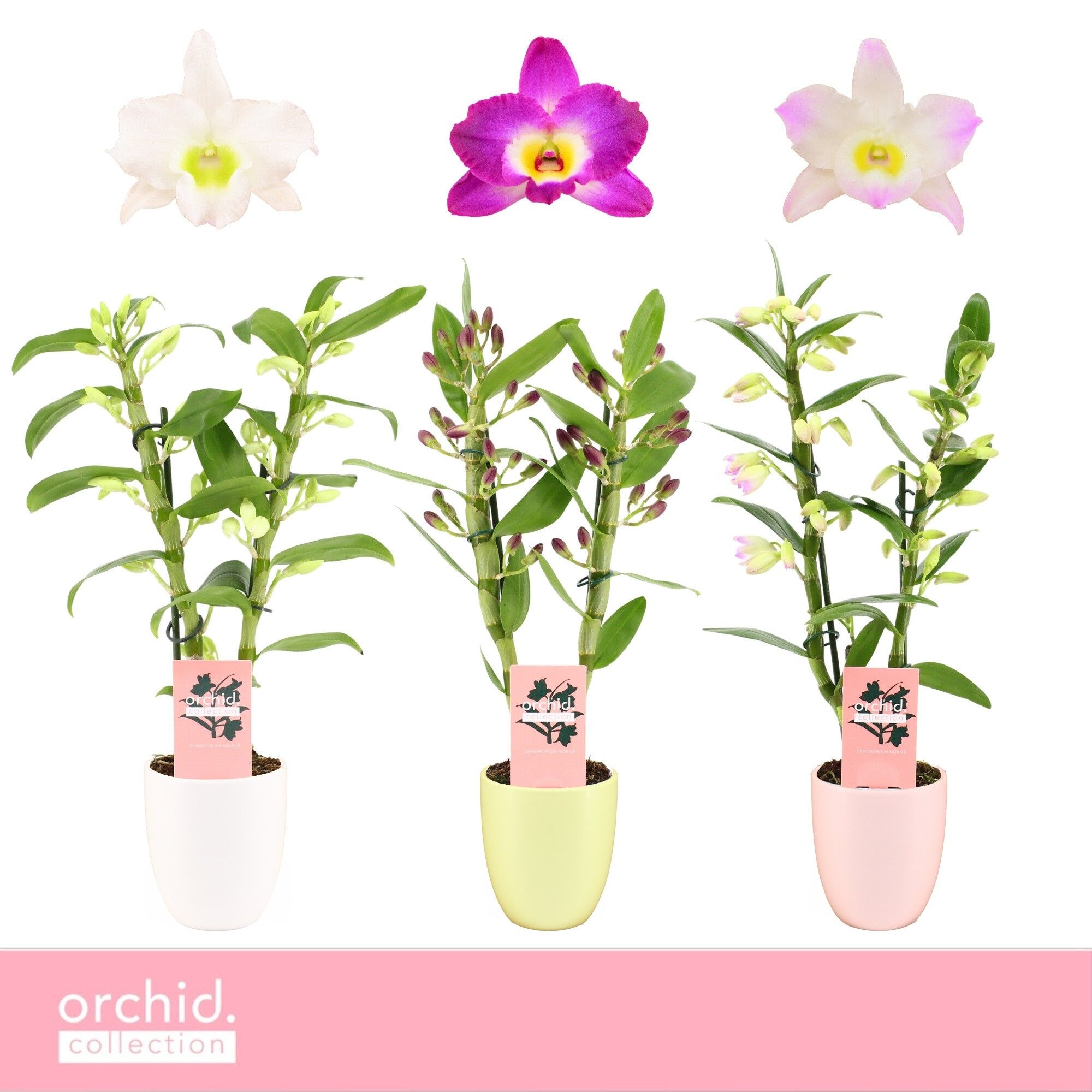 Dendrobium Nobilé, Mix 2-spike Compact in Lotte 'Orchid Collection', D 12