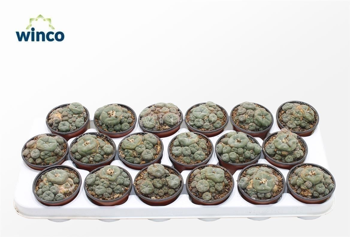 Lophophora Williamsii (old Plants), D 8,5 cm