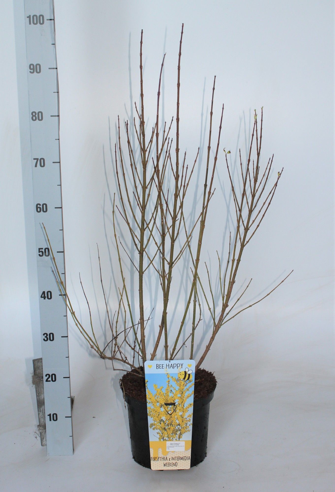 Forsythia intermedia 'Week-End', D 23