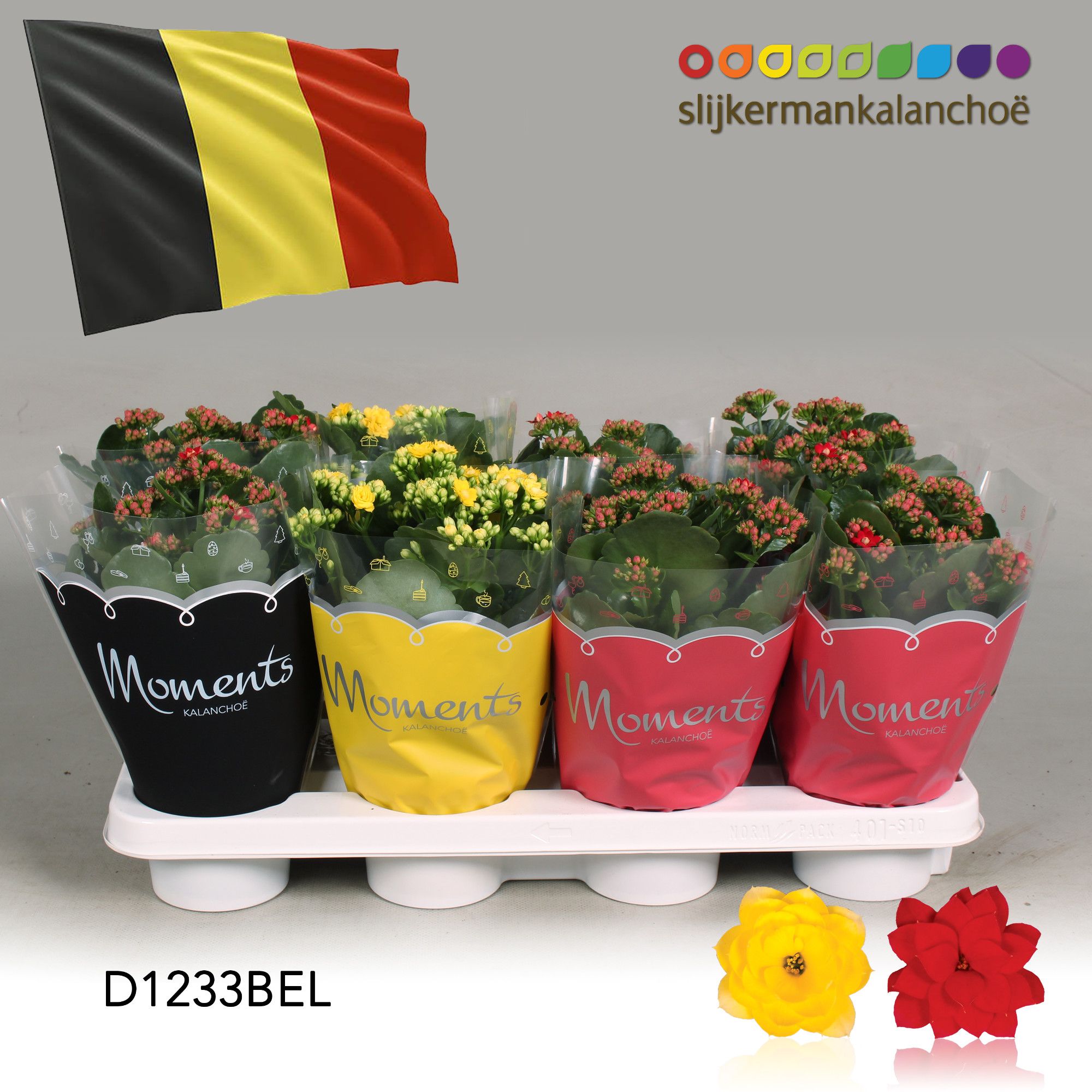 Kalanchoe Moments - Belgium flag, D 12