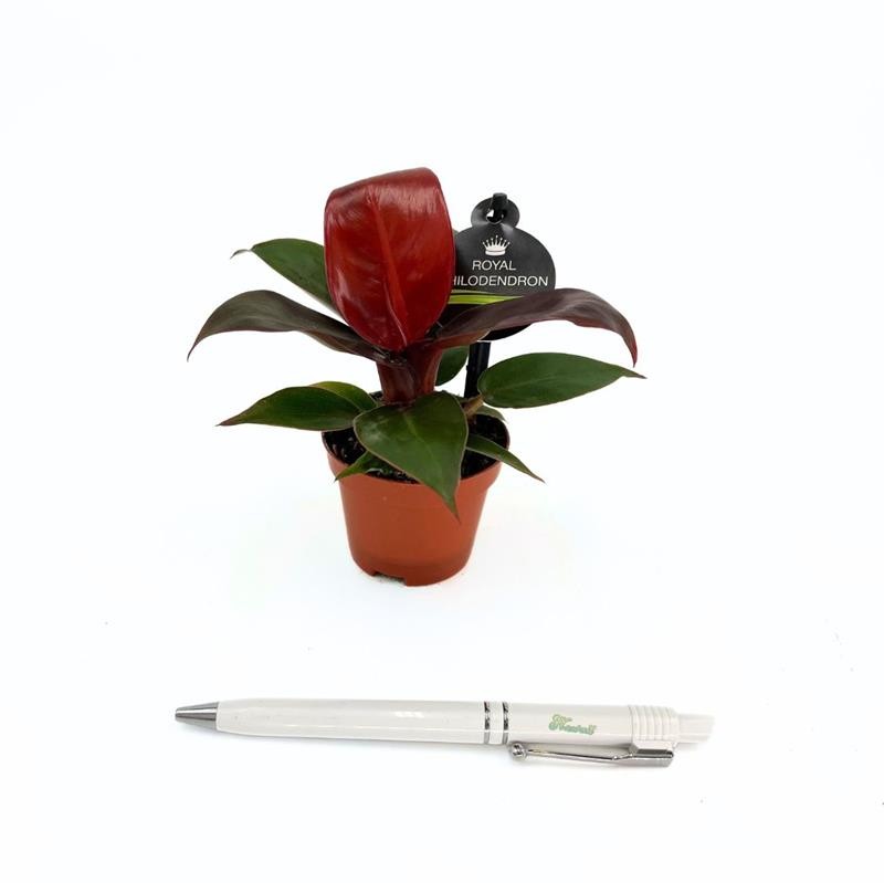 PHILODENDRON IMPERIAL 'Imperial Red', D 6