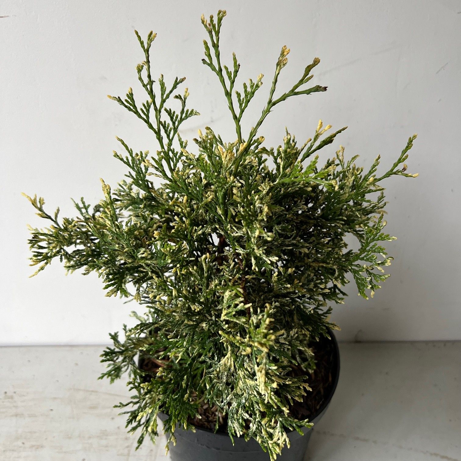 Thuja occidentalis 'Heartland Snow', D 19