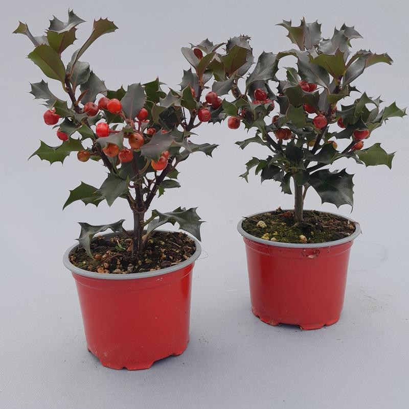ILEX AQUIFOLIUM 'BLUE ANGEL', D 9 cm ILEX AQUIFOLIUM 'BLUE ANGEL', D 9 cm