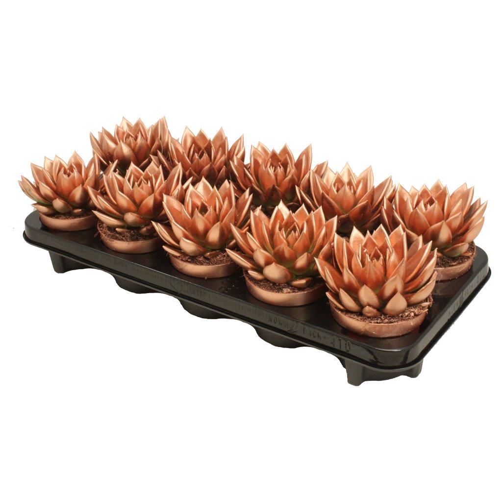 Miranda coloured bronze, D 10,5 cm