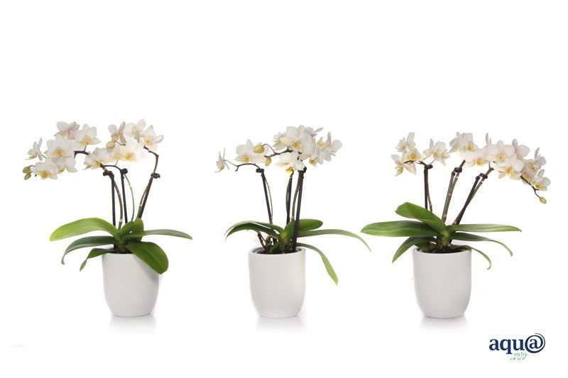 Hugo p06 white Phal Tiny Dolls white 3T18+ Aqu@, D 6
