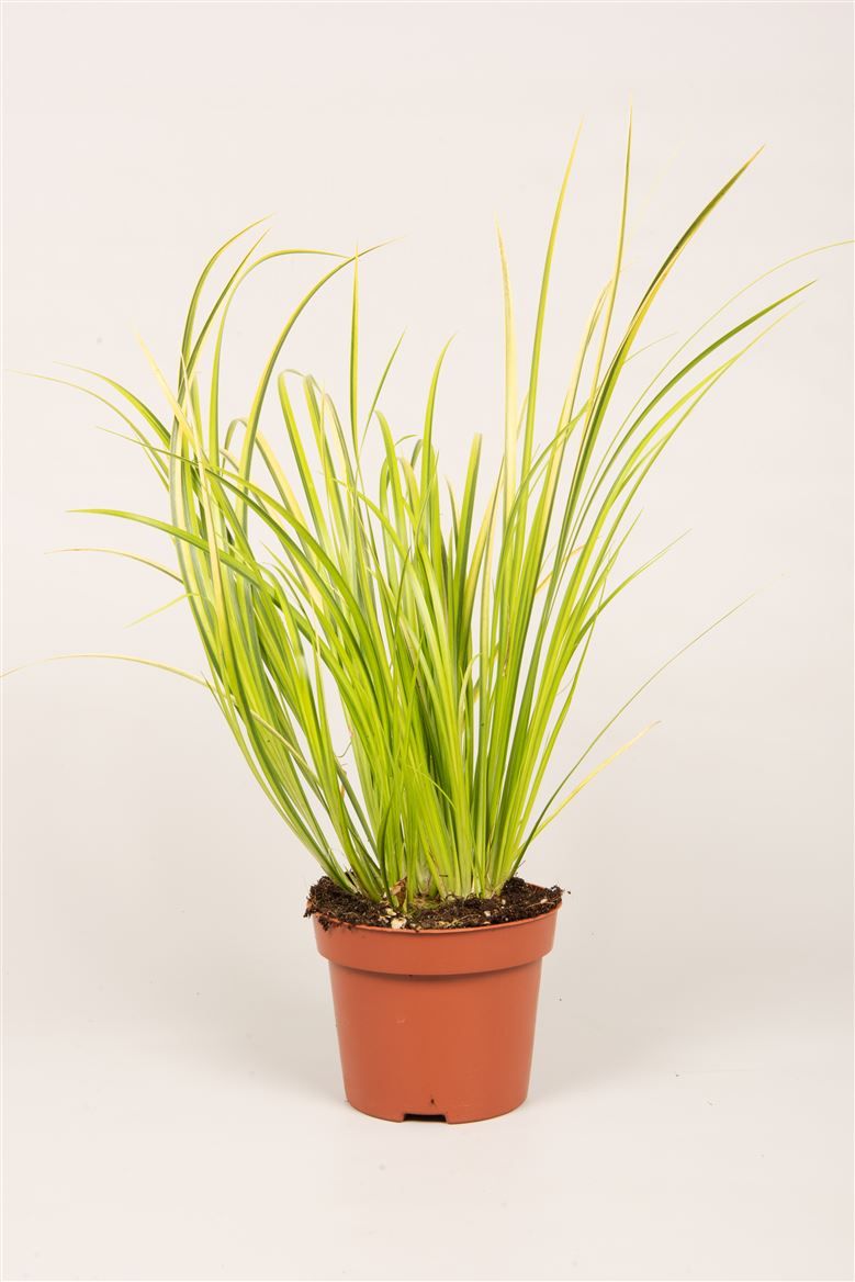 Acorus gram. 'Ogon', D 12