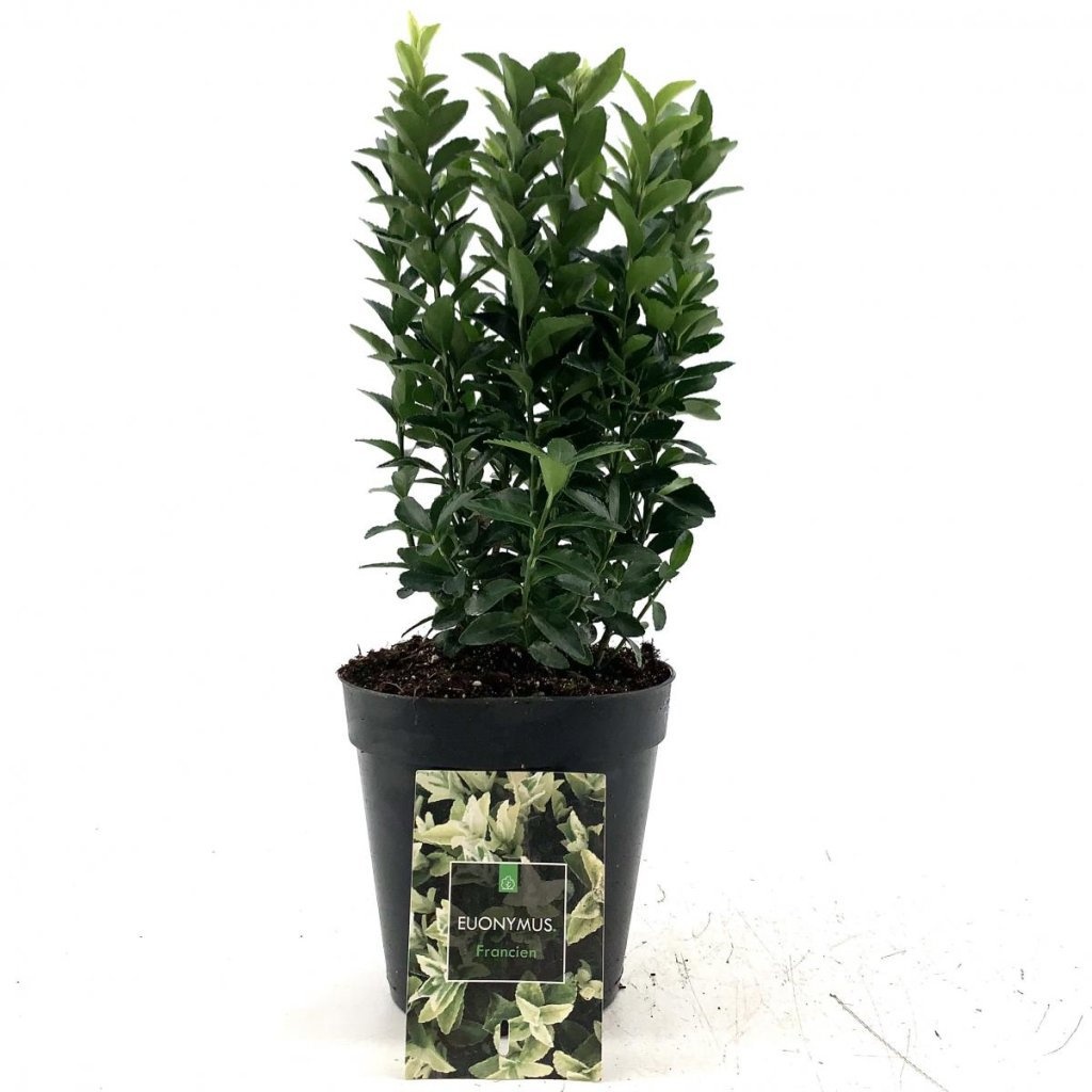 Euonymus jap. 'Francien', D 15