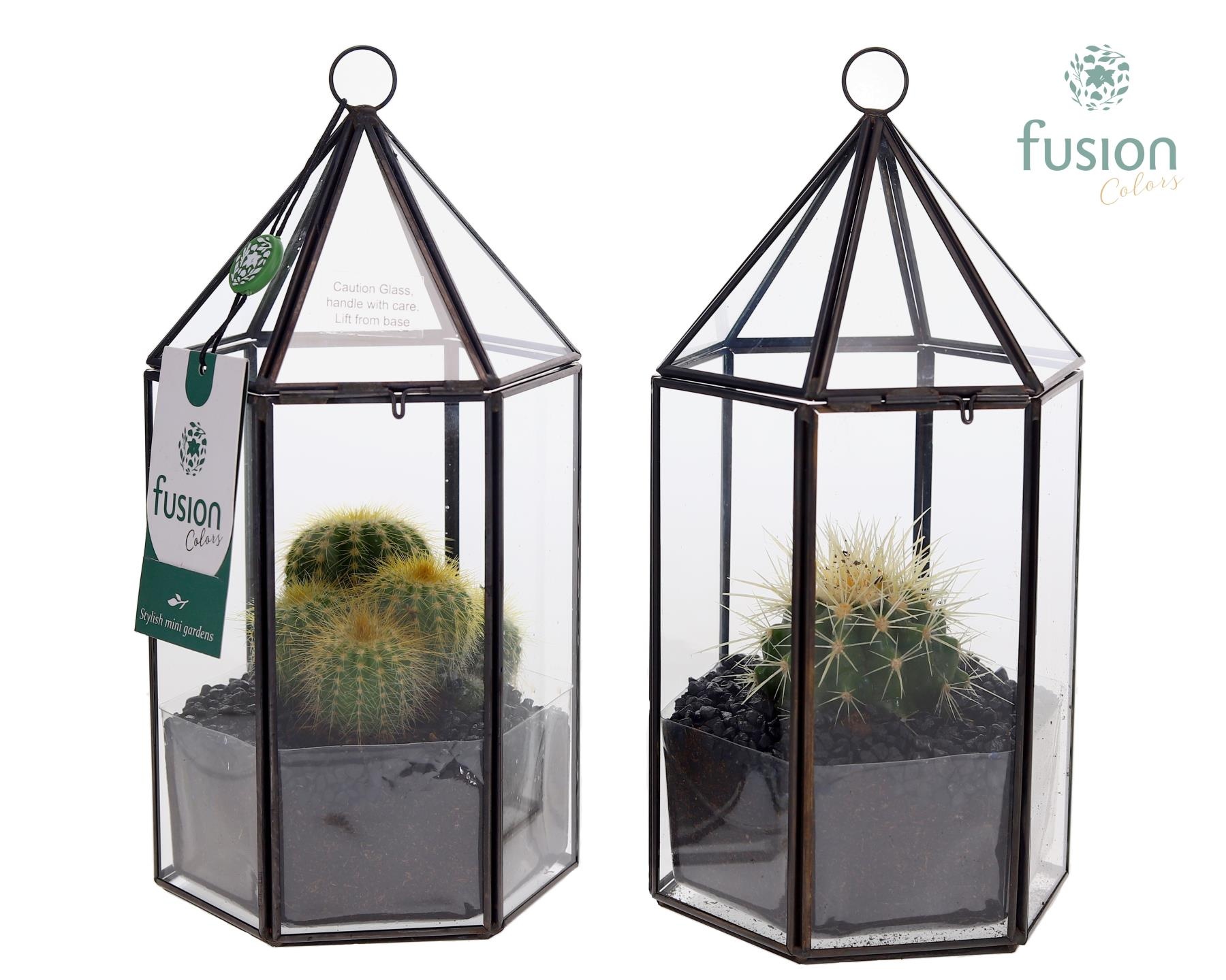 Lantaarn Geometrisch met Cactus, D 14