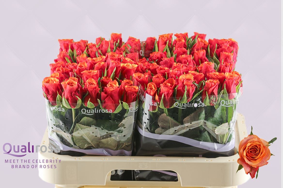 Роза од. Испания 60, шт.