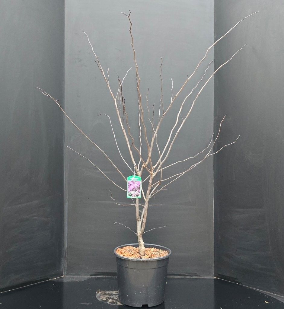 Cercis canadensis 'Forest Pansy' p34, D 34