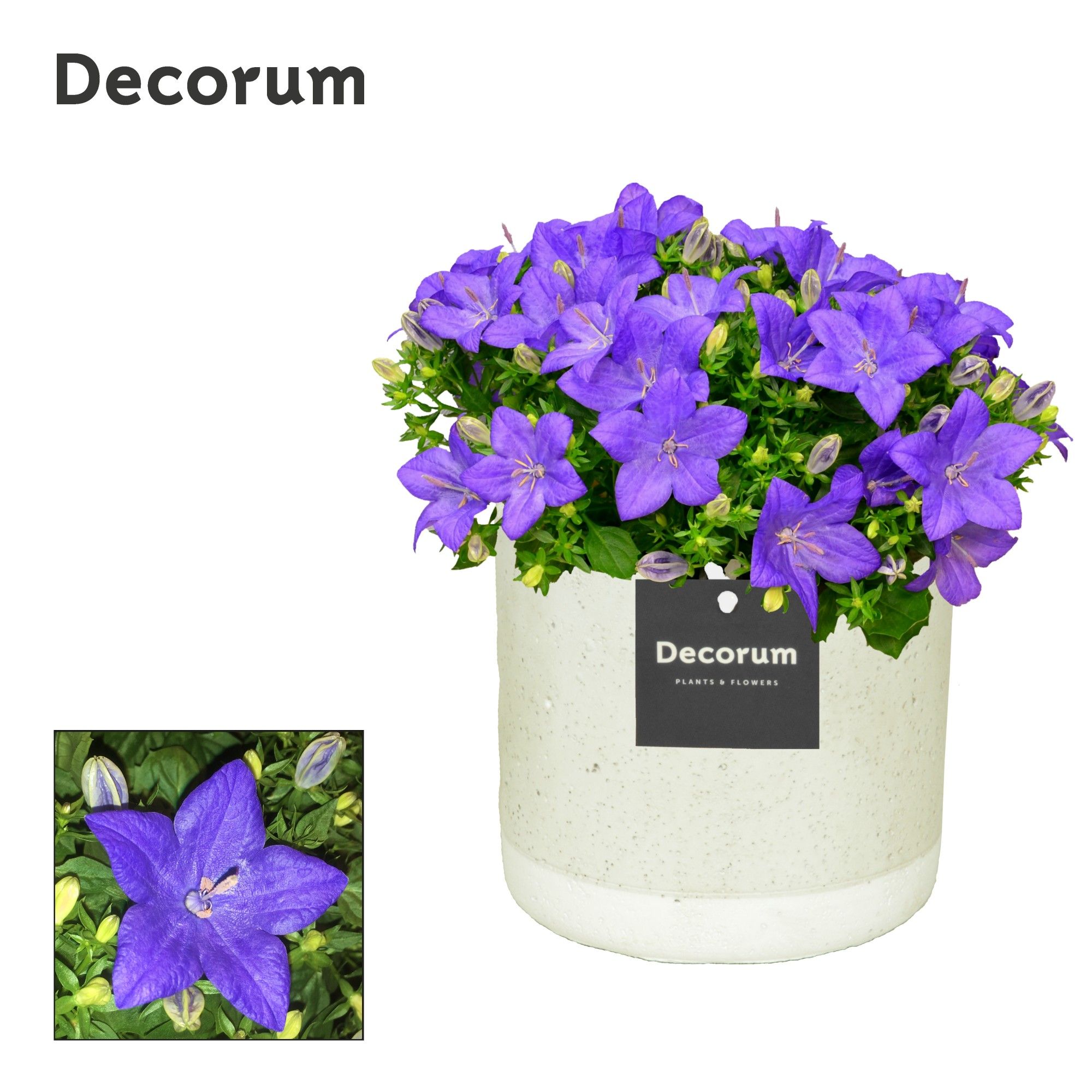Campanula 'Napoli' Decorum Jade, D 14