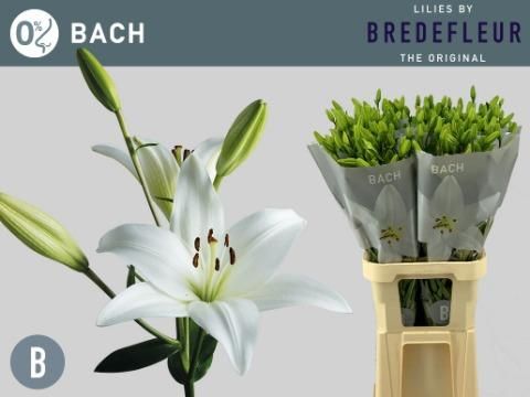 Лилия Бах 90, шт.