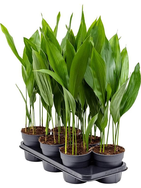 Aspidistra elatior 6/tray, D 15 cm Aspidistra elatior 6/tray, D 15 cm